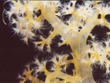 Желтый коралл